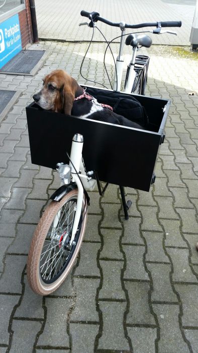 CESUR Hundetransport Fahrrad 7 Gang Rücktrittbremse